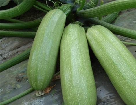 正在休息吃瓜有什么好处