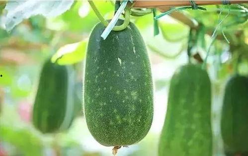 瓜了怎么吃,解锁夏日美味新境界