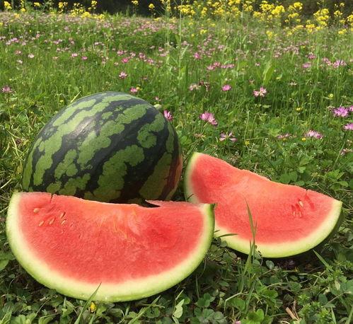 摘麒麟瓜现吃,尽享夏日清新美味