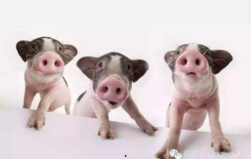 宠物可以吃梨瓜嘛,梨瓜是否适合宠物食用？